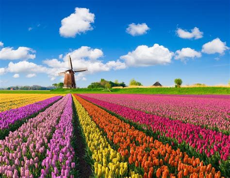 Photos of Places That Don't Look Real | Travel Trivia | Tulip fields, Tulip season, Travel facts