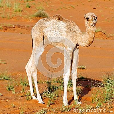 Baby Dromedary Camel Stock Photo - Image: 14368930