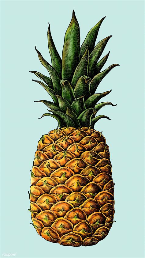 Download premium vector of Fresh prickly pineapple drawing vector ...