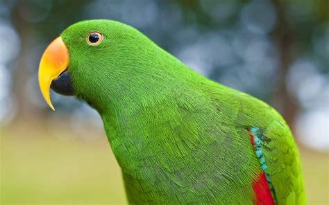 Download Animal Parrot HD Wallpaper