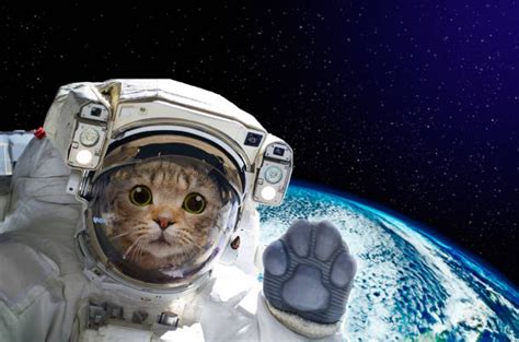 Kitty cat astronaut in space Blank Template - Imgflip