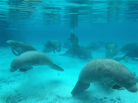 17 Best images about Florida Keys Wildlife on Pinterest | Boats, Key ...