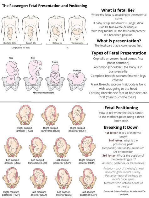 Fetal Presentation and Positioning - If baby is "up and down ...