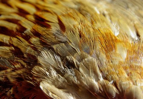 Feathers,bird,pheasant,free pictures, free photos - free image from needpix.com