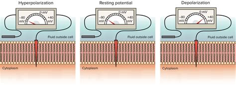 The membrane potential