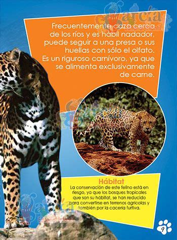 Arriba 104+ imagen cuentos infantiles sobre animales en peligro de ...