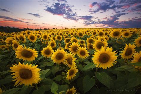 Field of Sunflowers at Sunset. Newbury, Massachusetts. [2400x1600] [OC] : r/EarthPorn