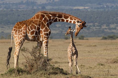 Are Giraffes Endangered? Conservation Status, Threats