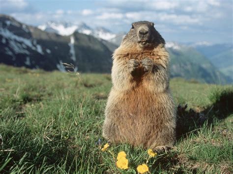 Alpine Marmot | NatureRules1 Wiki | Fandom