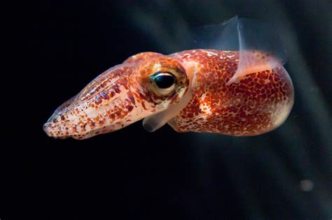 The color of blood: Pigment helps stage symbiosis in squid