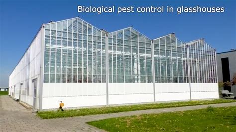 Biological pest control in greenhouses - YouTube