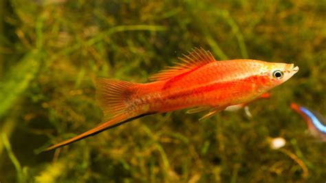 Swordtail Fish Care Guide - Aquarium Inside