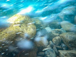 Rocks in the Stream | Dave King | Flickr