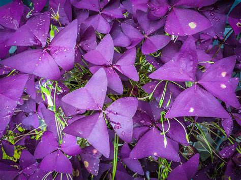 11 Great Shade Plants for Container Gardens