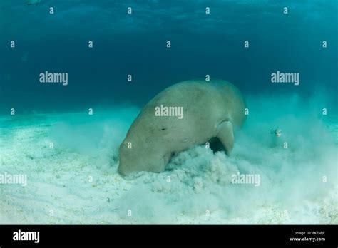 Dugong feeding hi-res stock photography and images - Alamy