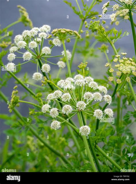 Poison hemlock hi-res stock photography and images - Alamy