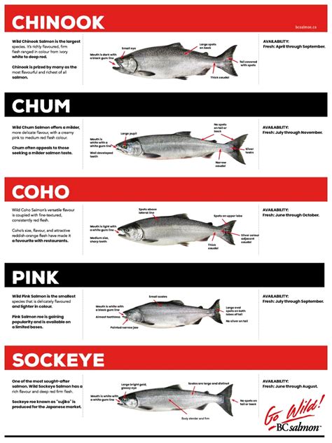 Exploring the Five Wild BC Salmon Species - A Culinary Journey with St ...