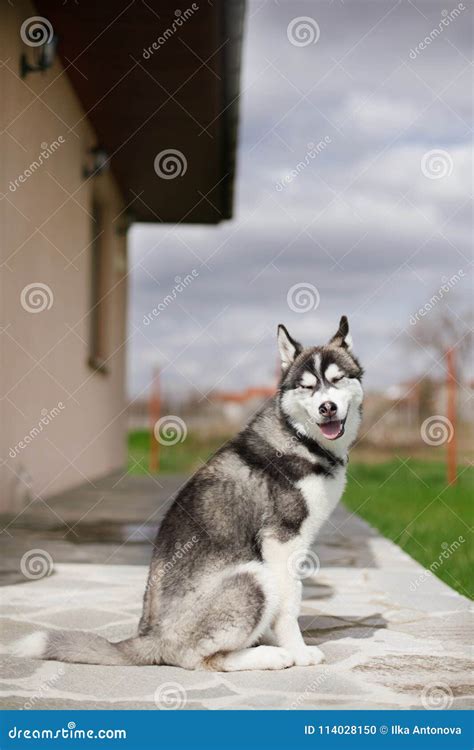 Smiling puppy husky stock photo. Image of vertical, trained - 114028150