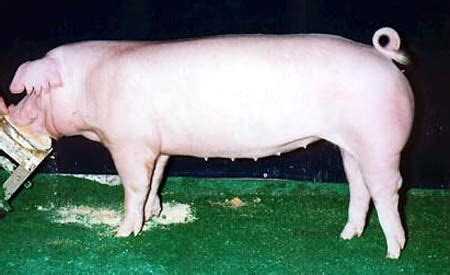 Chester White Pig. We raised these on the family farm. | Porquinhos ...