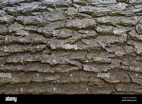 Quercus petraea bark Stock Photo - Alamy