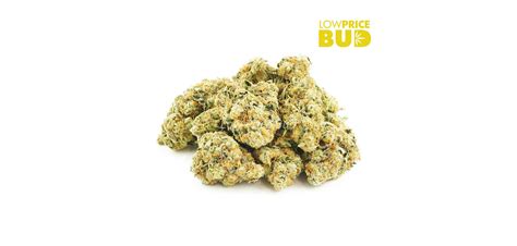 Cheap Bud Strains To Buy Online - Our Top 10 Best Options