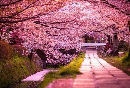 Sakura - Traditional Japanese Song on Koto | LedgerNote