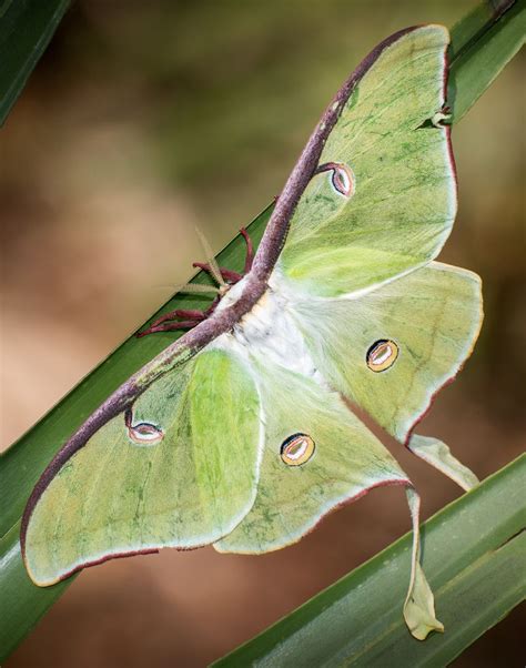 Luna Moth | Moth, Luna moth, Beautiful butterflies