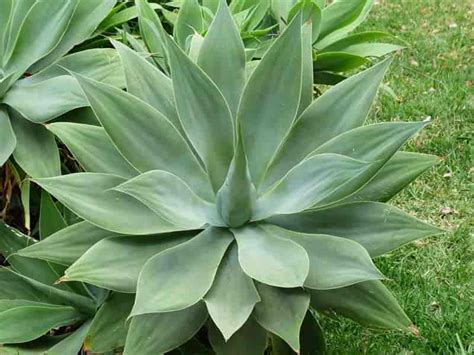 Plant Guide: Agave — Bees and Roses. Gardening tips and hacks.