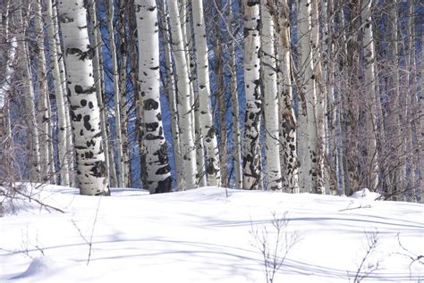 Winter, Bare Aspens in Snow Stock Photo - Image of aspen, rockies: 232805534