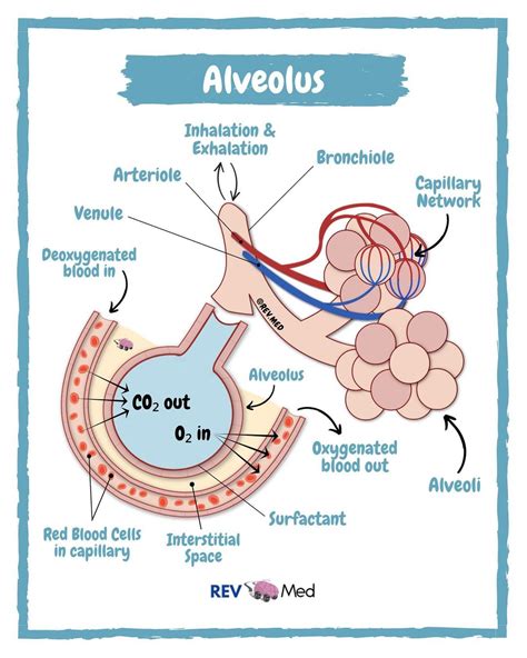 Alveolar Anatomy By Rev Med Alveolar Anatomy Alveolus Grepmed | The Best Porn Website