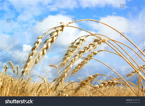 Autumn Wheat Field Close Up Stock Photo 35440105 : Shutterstock