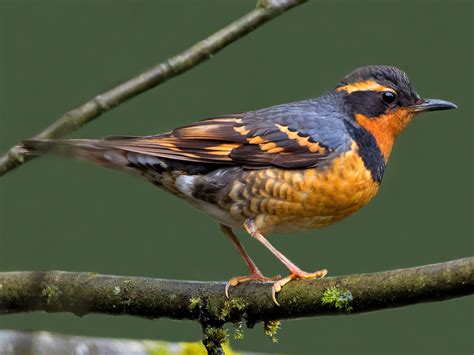 Varied Thrush - eBird