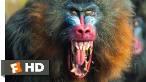 Mandrill Attack Human