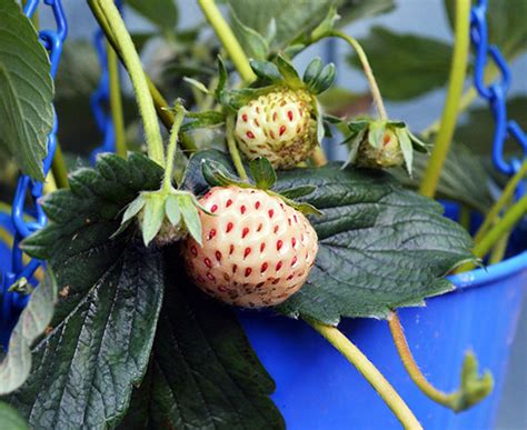 How To Grow White Strawberry Plants In Your Garden - The Homey Space