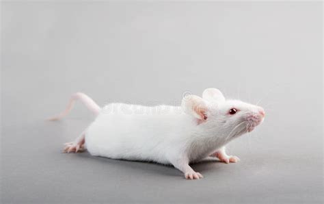 Laboratory mouse stock image. Image of medical, rodent - 20434593