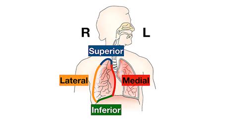 Anatomical Position and Directional Terms: Definitions, Example Labeled ...