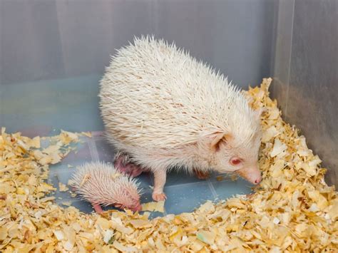 This Is How to Tell If Your Hedgehog Is Pregnant - Fur, Wings, & Scaly ...