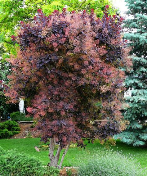 Purple Smoke Bush - Hello Hello Plants & Garden Supplies