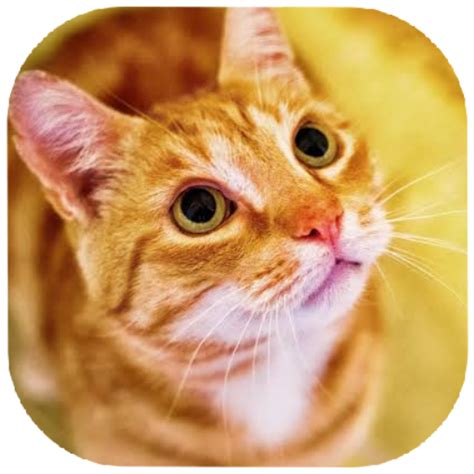 Suara kucing - Apps on Google Play