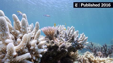 Bleaching May Have Killed Half the Coral on the Northern Great Barrier ...