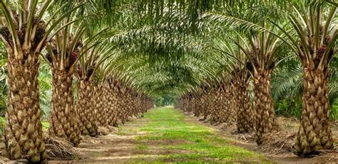 gambar ladang kelapa sawit - Una James