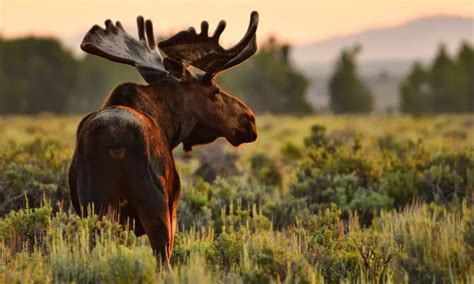 This is What it Actually Looks Like When a Moose Sheds its Antlers - Outdoors with Bear Grylls