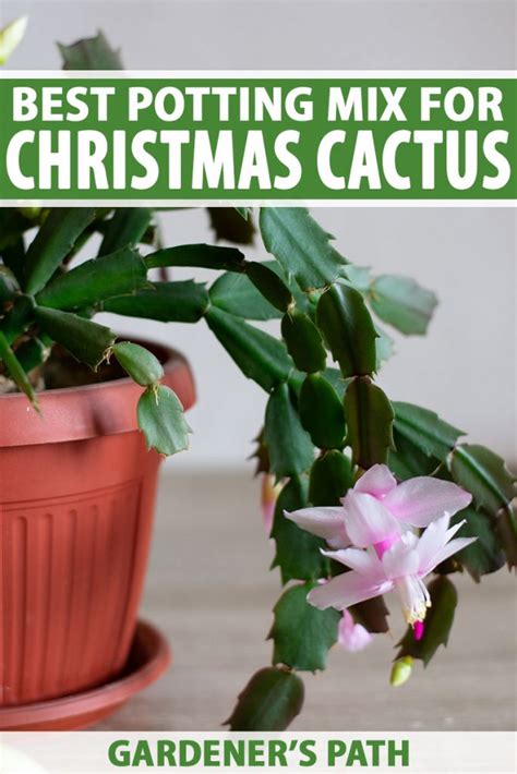 Best Potting Mix for a Christmas Cactus | Gardener’s Path