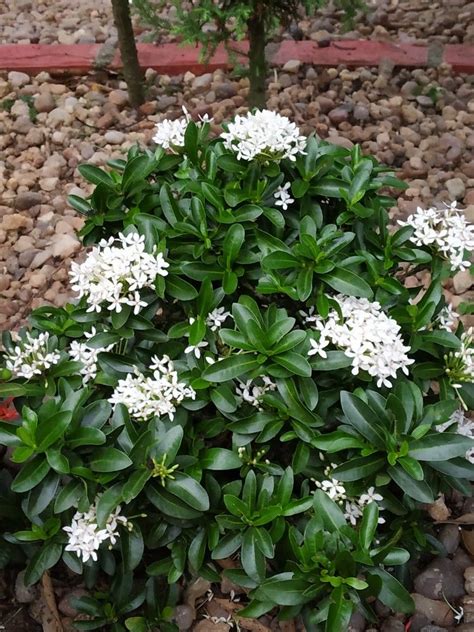 Ixora white. | Flowering bonsai tree, White flowering plants, Trees to plant