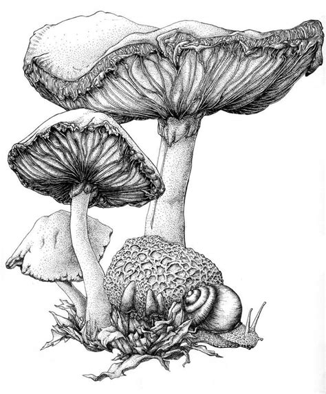 how to draw a mushroom | mushroom ink by bigredsharks traditional art drawings technical ...