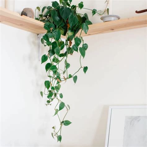 5 Best Indoor Hanging Plants that Require Low light + Care Guide