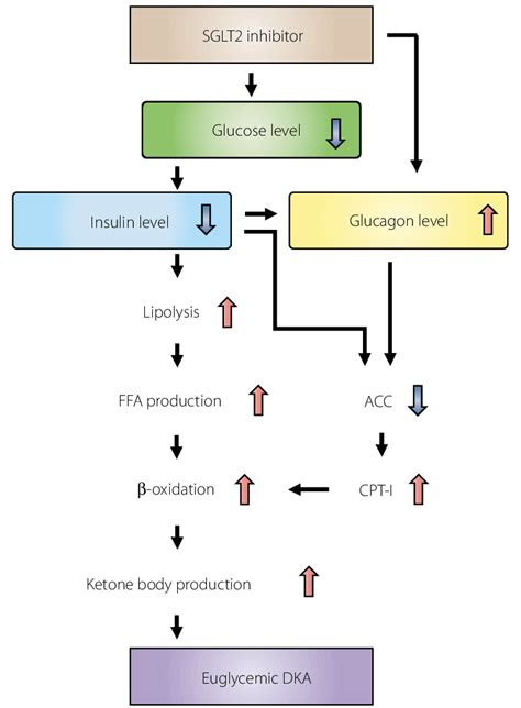 | Possible mechanism of euglycemic DKA induced by SGLT2 inhibitors... | Download Scientific Diagram