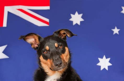 10 Australian Dog Breeds: Down Under Origins (With Info & Pictures ...