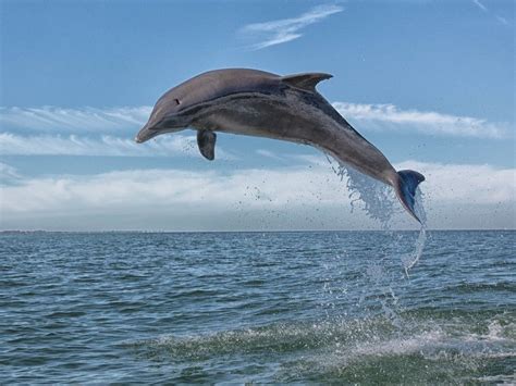 Dolphin Attacks Trainer During Miami Seaquarium Show | Miami, FL Patch