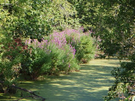 Wetland Invasive Species | Calumet County, WI - Official Website